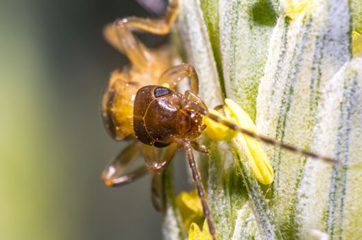 Earwig on a blade of grass in the meadow
