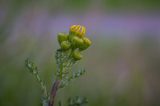 New thistle flowers in spring