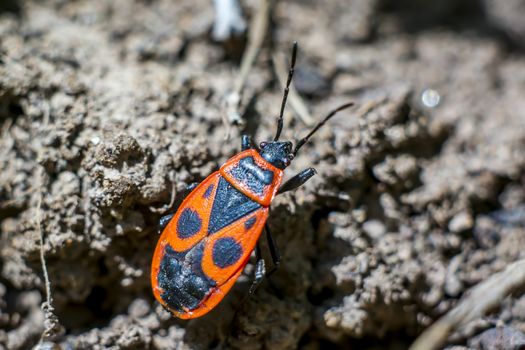 macro insect fire bug comes from the earth very close