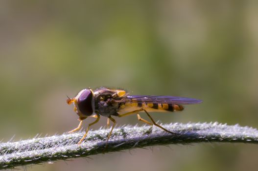 Hoverfly at colorfull Blossom in spring meadow