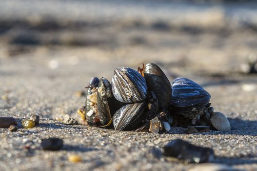shells on a stage at the baltic beach