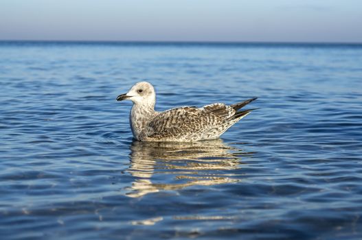 Seagull on a stage at the baltic sea beach