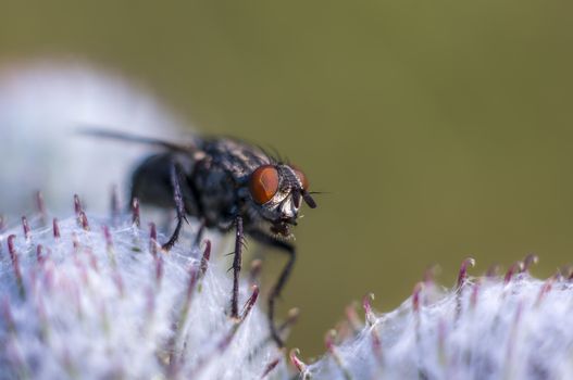 little white albino fly on a blade of grass in the season garden