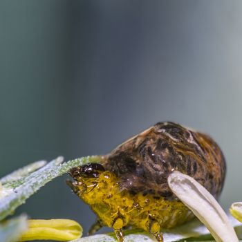 Thick grain pest caterpillar plague on wheat stalk