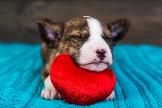 Funny red Basenji puppy dog is sleeping with red heart, greeting card
