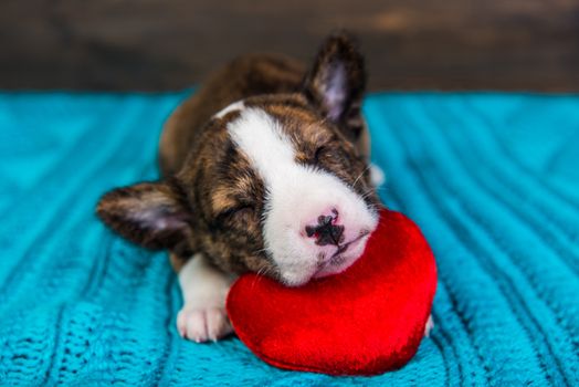 Funny red Basenji puppy dog is sleeping with red heart, greeting card