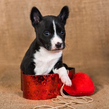 Funny red Basenji puppy dog is sitting in a red box with red heart, greeting card Valentine s Day on Sackcloth background