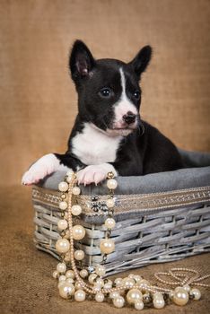 Funny red Basenji puppy dog is sitting in a wooden basket, greeting card Valentine s Day
