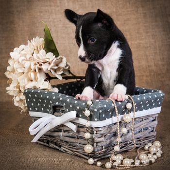 Funny red Basenji puppy dog is sitting in a wood basket with hydrangea flowers and beads. Glamorous greeting card Valentine s Day on Sackcloth background