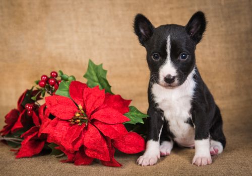 Funny Basenji puppy dog with red poinsettia flowers. Winter Christmas or New Year card background