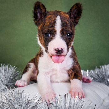 Cute funny brindle basenji puppy dog is sitting on a white fluffy pillow. Winter Christmas or New Year card background