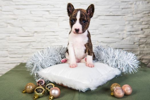 Cute funny brindle basenji puppy dog is sitting on a white fluffy pillow. Winter Christmas or New Year card background