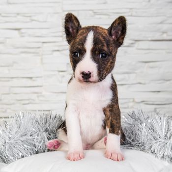 Cute funny brindle basenji puppy dog is sitting on a white fluffy pillow isolated on white winter background. Winter Christmas or New Year card background