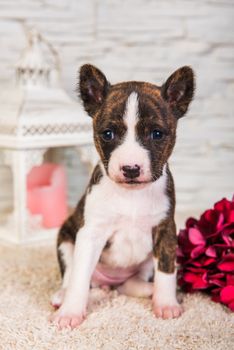 Cute funny brindle basenji puppy dog and lantern with a candle. Winter Christmas or New Year card on white background