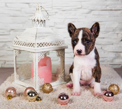 Cute funny brindle basenji puppy dog and lantern with a candle and christmas toys balls. Winter Christmas or New Year card on white background