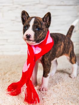 Funny Basenji puppy dog in santa scarf with hearts on white background. Winter Christmas, New Year or Valentine's Day card background