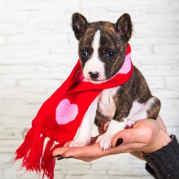 Funny Basenji puppy dog in santa scarf with hearts on the owner hand on white background. Winter Christmas, New Year r Valentine's Day card background