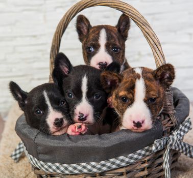 Four Funny small babies Basenji puppies dogs in the basket, greeting card