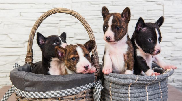 Four Funny small babies Basenji puppies dogs in the basket, greeting card