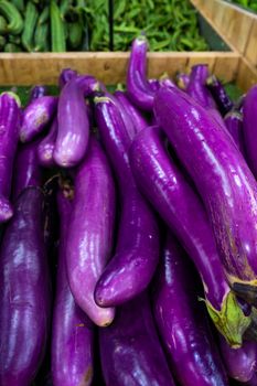 A crate of eggplants in the grocery store's vegetable section.