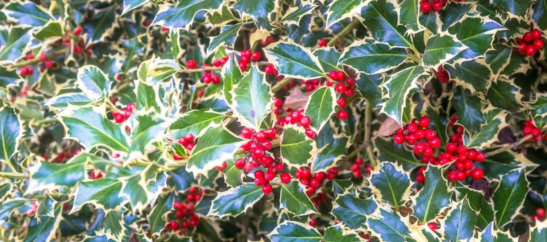 Holly barries background. Traditional symbol of Christmas and New Year season.