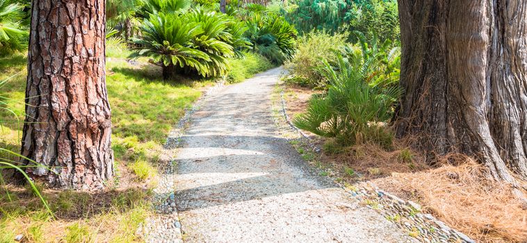 Relaxing and peaceful pathway in botanical garden during summer season