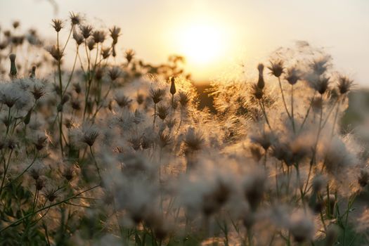 Dry Thistles flowers closeup in wild meadow with blurred background and bokeh sunlight. Abstract natural Beautiful pattern with neutral colors, Minimal, stylish, trend concept. Space for text.