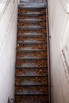 Closed stairs full of leaves in the city