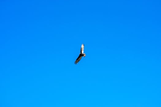 A Large Turkey Vulture Flying Through a Clear Blue Sky