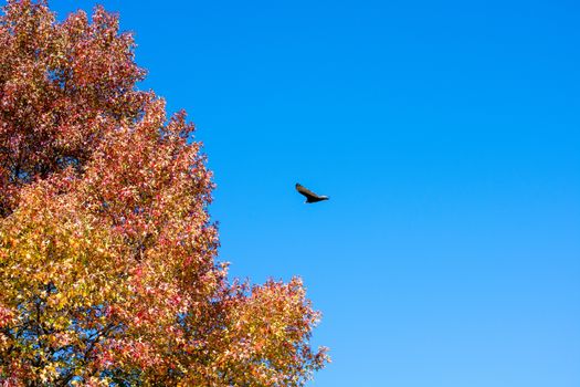 A Large Turkey Vulture Flying Through a Clear Blue Sky Next to an Orange Autumn Tree