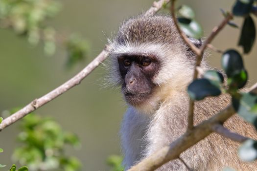 Vervet monkey primate (Chlorocebus pygerythrus) in a tree staring into the distance, Mossel Bay, South Africa