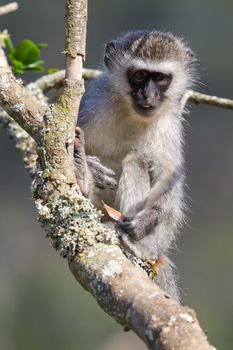 Vervet monkey primate (Chlorocebus pygerythrus) sitting in a tree with leaf, Mossel Bay, South Africa