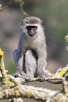 Vervet monkey primate (Chlorocebus pygerythrus) sitting on a lichen covered tree branch looking, Mossel Bay, South Africa