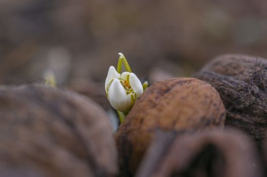 snow drop flower in my season garden