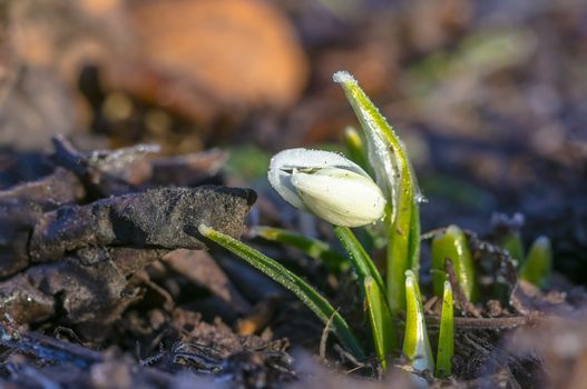snow drop flower in my season garden