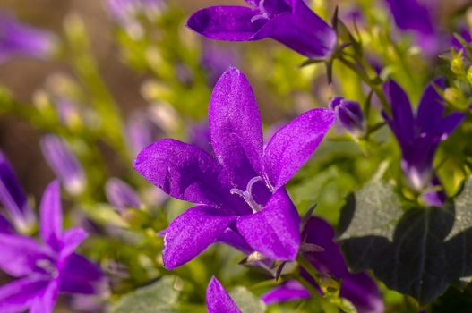 purple violet easter flower spring blossom in my garden