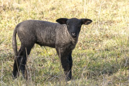 young new born black lamb explores the world
