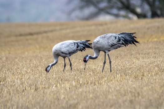 eurasian cranes land on a harvested korn field