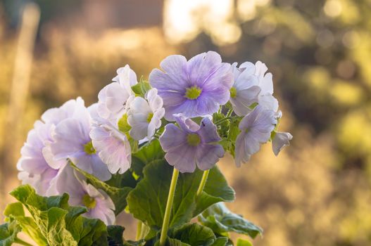 fresh spring flower easter blossom in my season garden