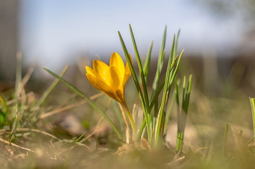 yellow blue crocus in spring season garden