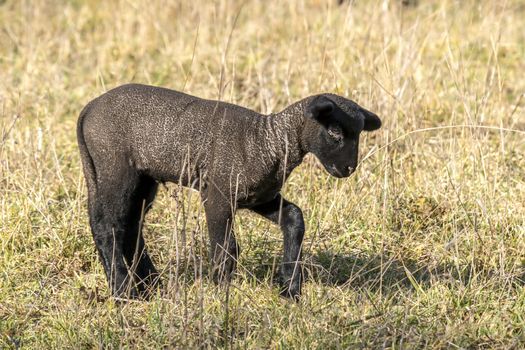 young new born black lamb explores the world