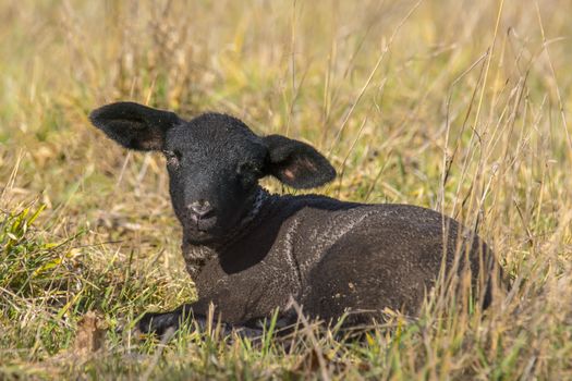 young new born black lamb explores the world