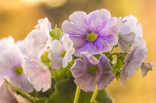 fresh spring flower easter blossom in my season garden