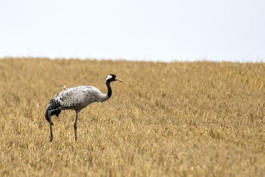 eurasian cranes land on a harvested korn field