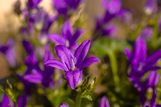 purple violet easter flower spring blossom in my garden