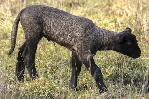young new born black lamb explores the world