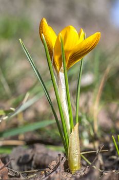 yellow blue crocus in spring season garden