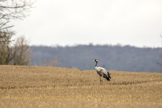 eurasian cranes land on a harvested korn field