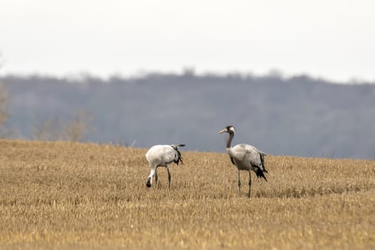 eurasian cranes land on a harvested korn field