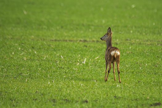 roe deer at corn field in the wild nature
